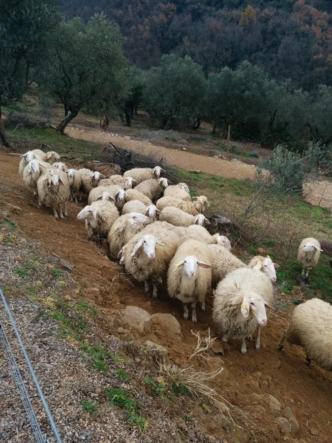 La Dispensa-Bio Agriturismo Panzió Lamporecchio Kültér fotó